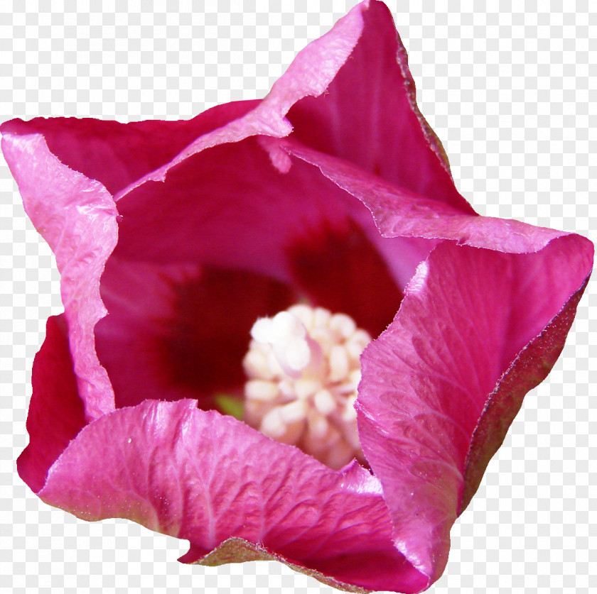 Flowers Mallows Hibiscus Magenta Rosaceae Violet PNG