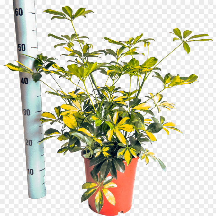Pot Of Gold Schefflera Arboricola Houseplant Nursery Flowerpot PNG