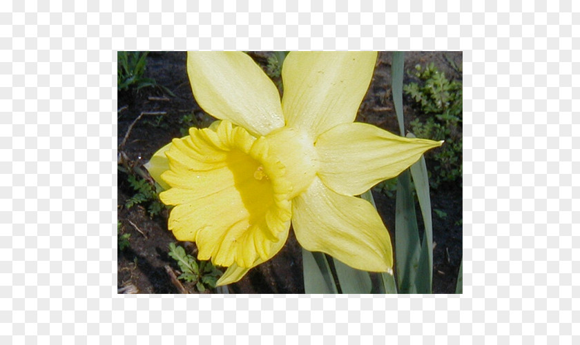 Daffodil Narcissus Canna Flower Petal Daylily PNG