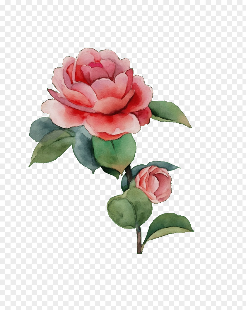 Garden Roses Rose PNG