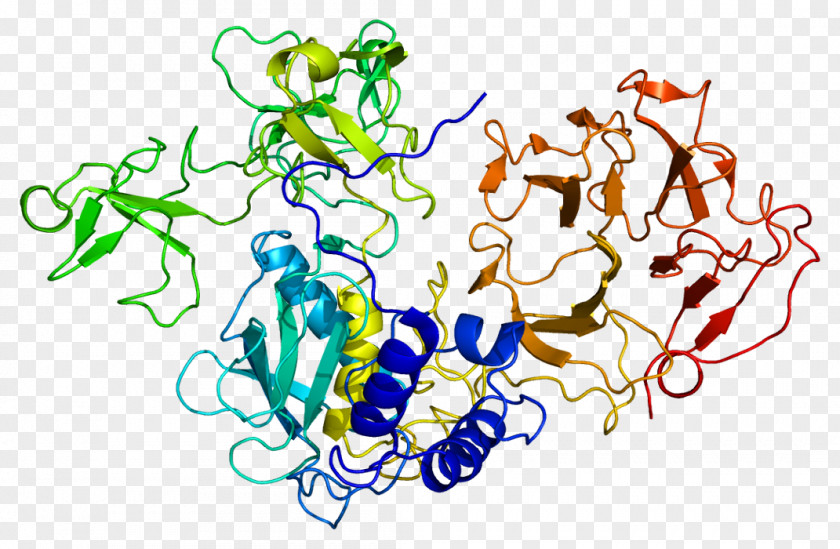 Immune System MMP2 Matrix Metalloproteinase Protease Gelatinase Extracellular PNG
