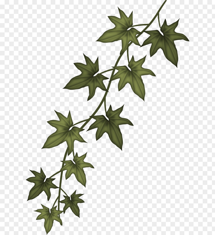 Ivy Leaf Clip Art PNG