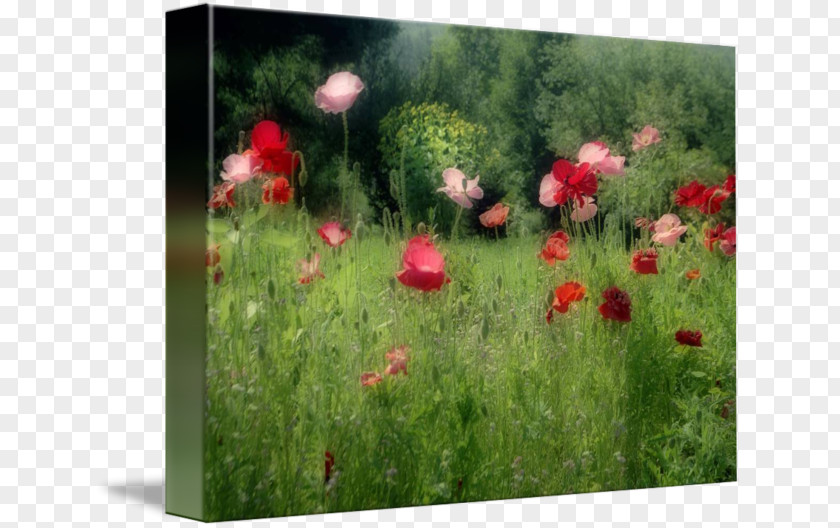 Poppy Field Wildflower Groundcover Meadow PNG