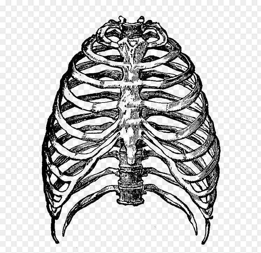 Rib Cage Transparent Images Human Skeleton Clip Art PNG