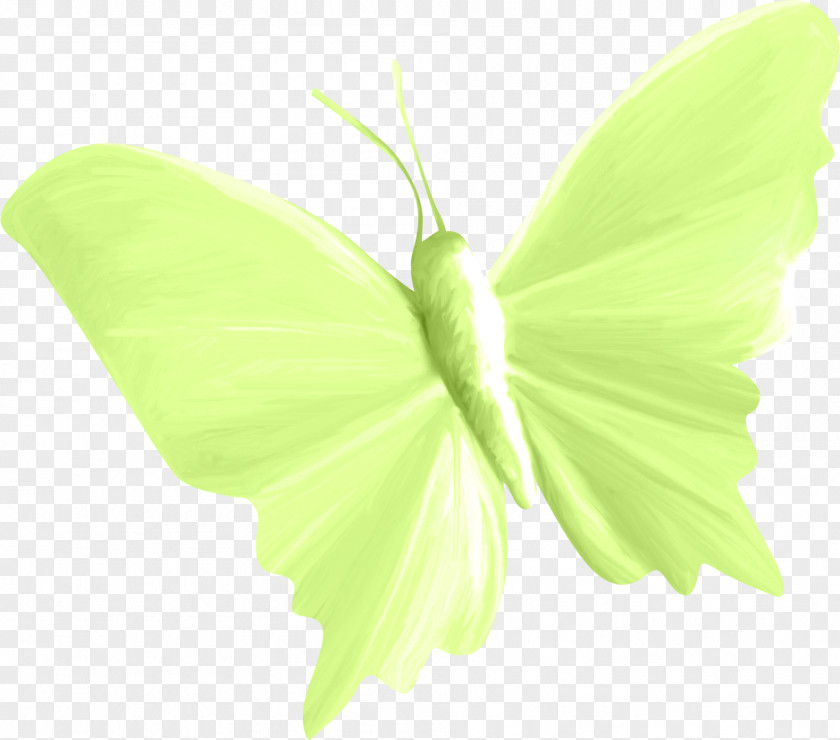 Butterfly Insect Paper Moth PNG