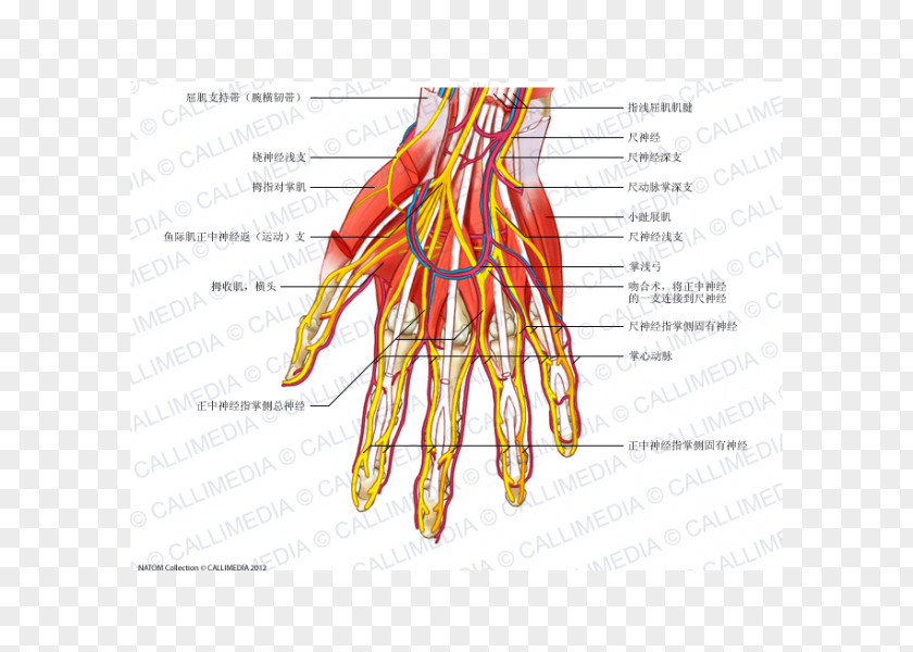 Hand Nerve Muscle Blood Vessel Anatomy Human Body PNG