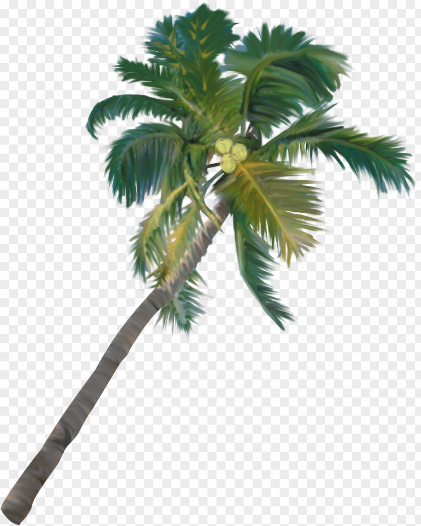 Palms Tree Arecaceae Plant Clip Art PNG