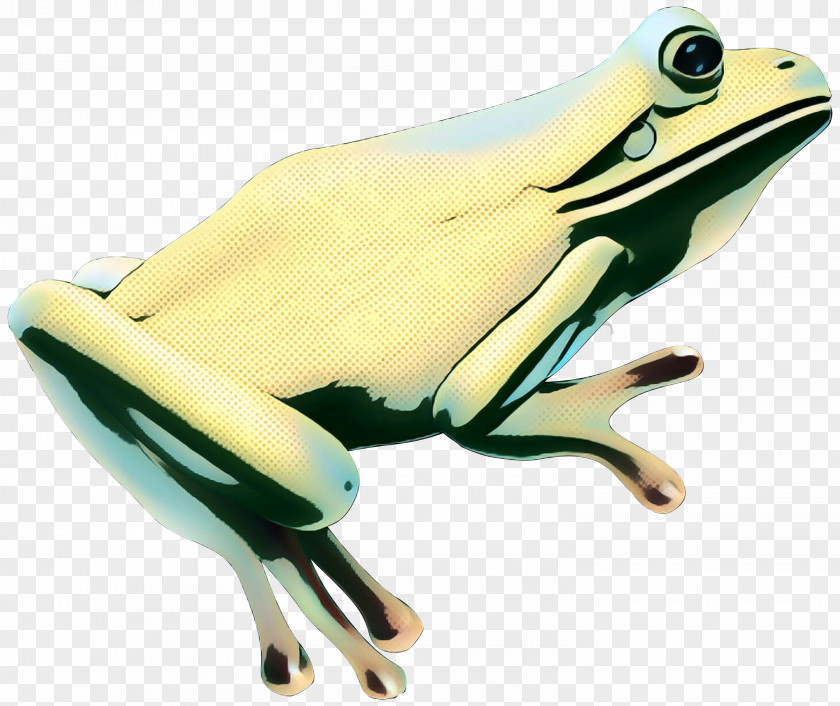 Tree Frog True Toad Product Design PNG