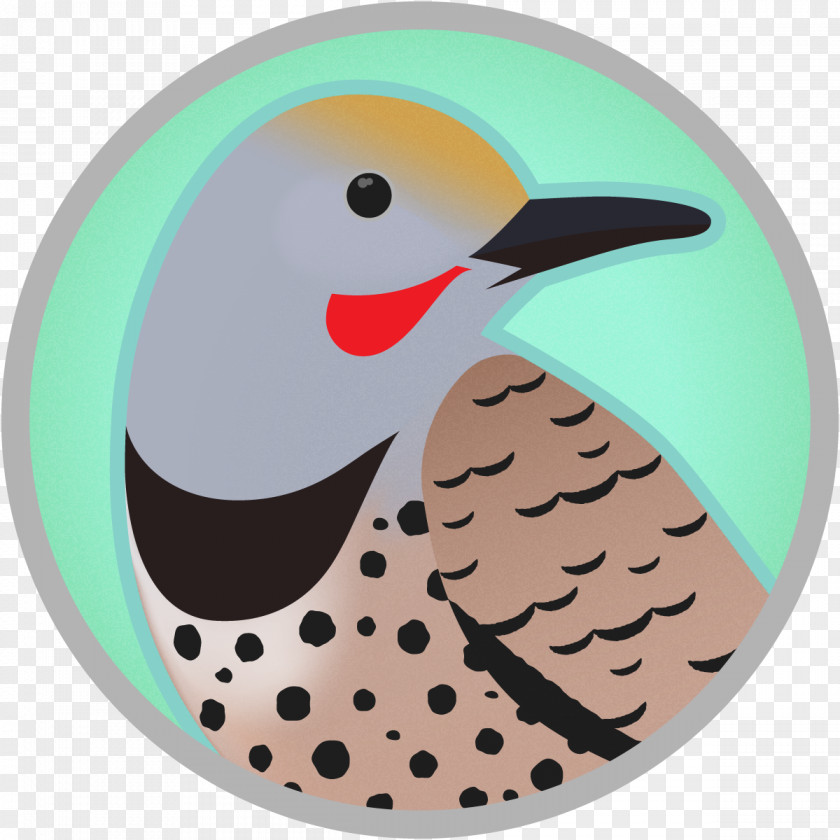 Belgian Graphic Woodpecker Bird Image Northern Flicker PNG