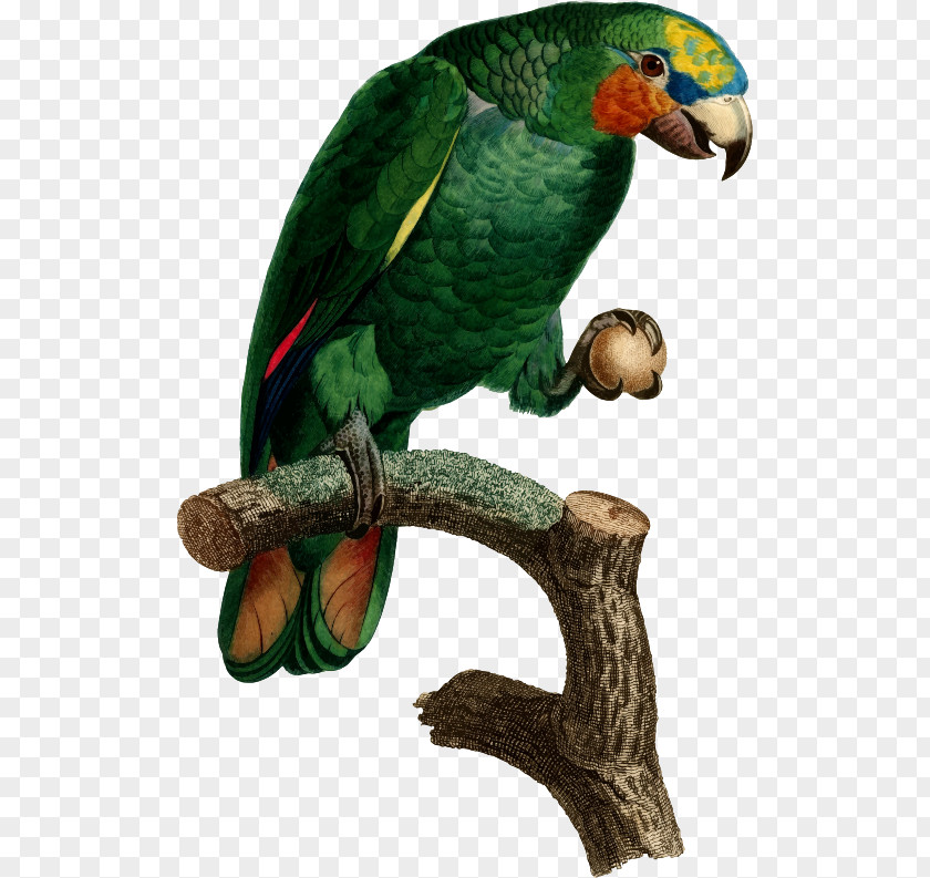 Parrot Bird Histoire Naturelle Des Perroquets Parakeet Macaw PNG
