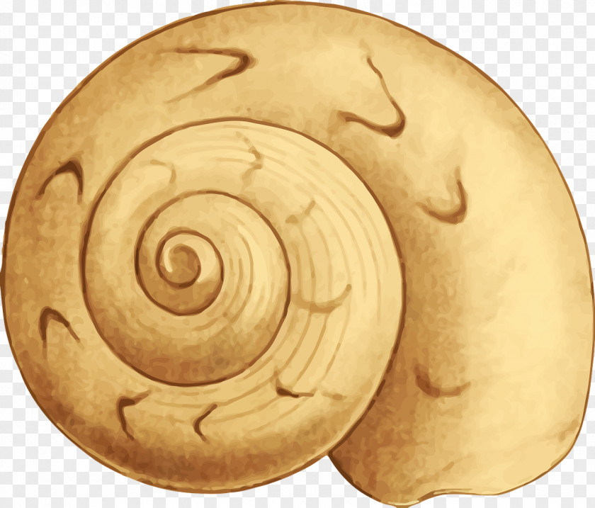 Shells Seashell Clip Art PNG