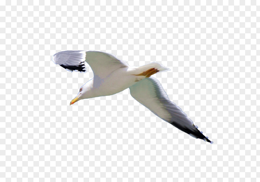 海鸥 European Herring Gull Gulls Common PNG