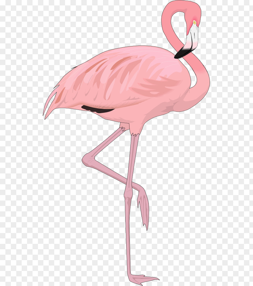 Flamingo Cartoon Images Free Content Clip Art PNG