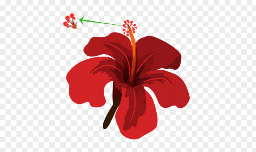 Flower Tropics Rosemallows Clip Art PNG