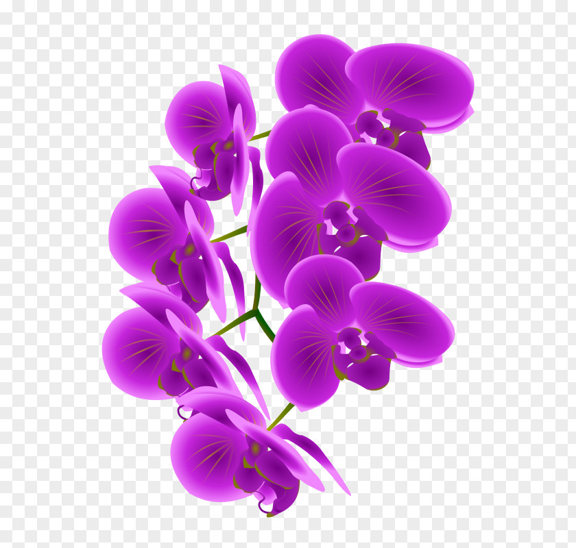Orchid Cliparts Cattleya Orchids Clip Art PNG