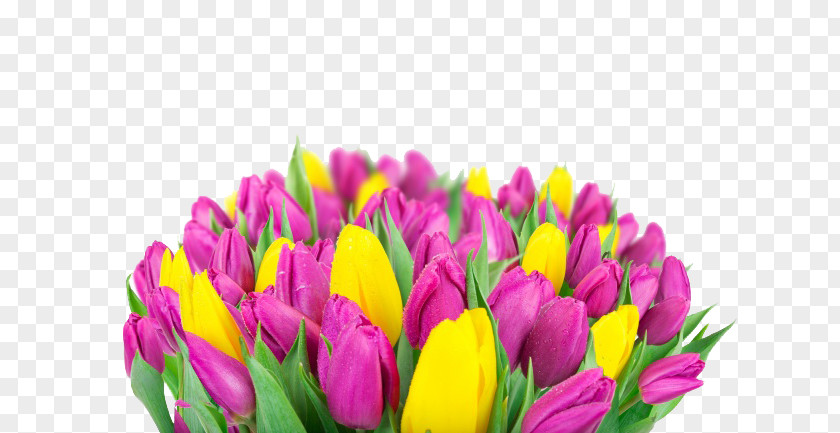 Tulip Bouquet Indira Gandhi Memorial Garden High-definition Television Flower Wallpaper PNG