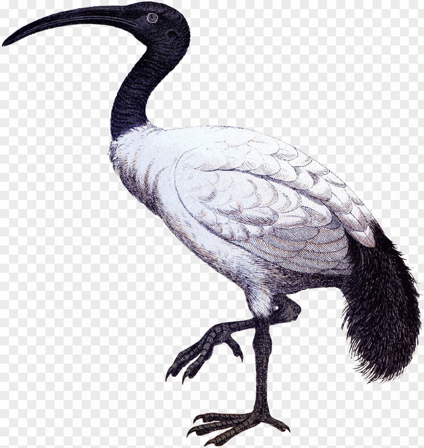 Goose Ibis Cygnini Duck Anatidae PNG