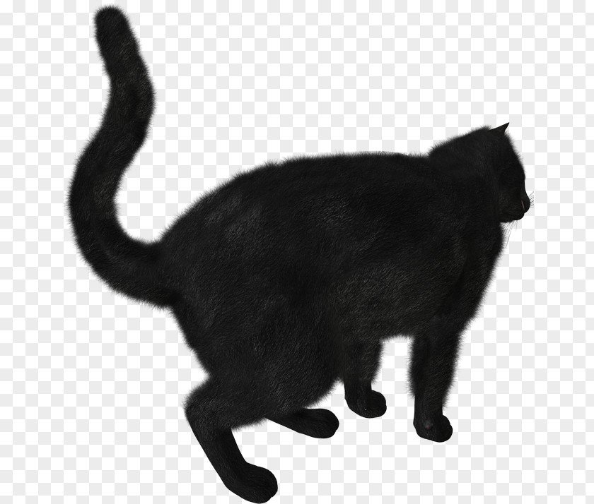 Kitten Black Cat Scottish Fold Clip Art PNG