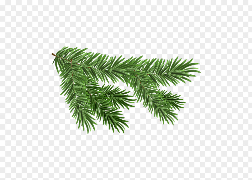 Tree Top View White Spruce Branch Royalty-free Clip Art PNG