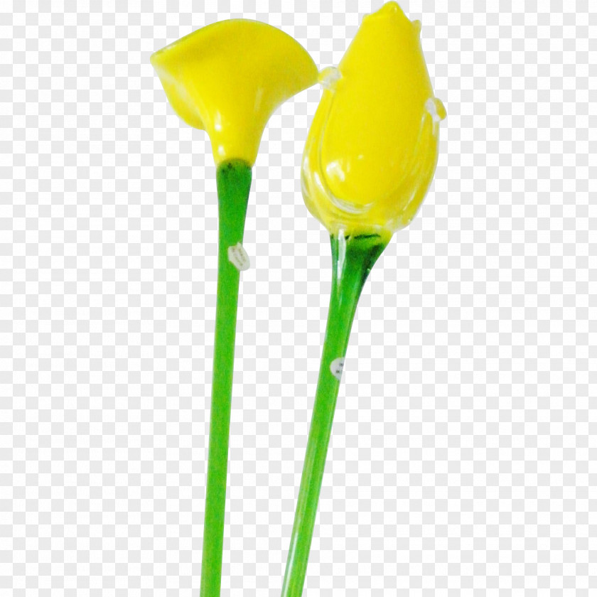 Callalily Cut Flowers Plant Stem Glass Arum-lily PNG