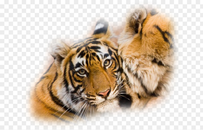 Animaux Tiger Wildlife Animal Whiskers Lion PNG