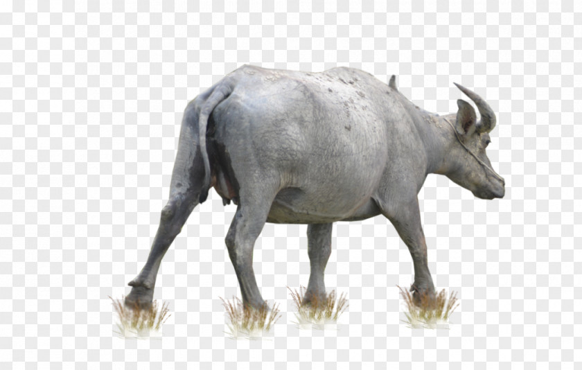 Buffalo Free Download Cattle Water PNG