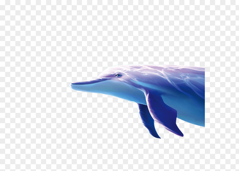 Dolphin Striped Computer File PNG