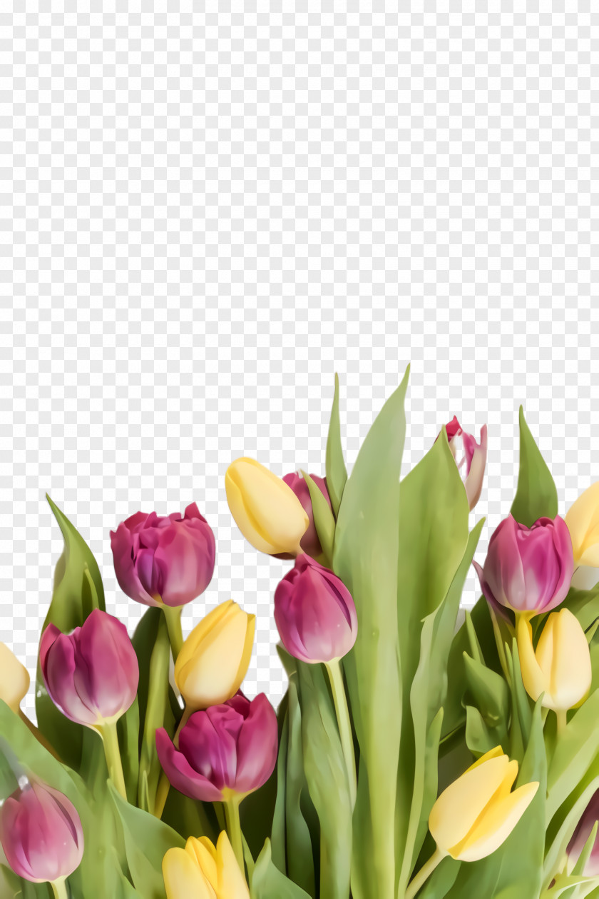 Floristry Lily Family Floral Spring Flowers PNG