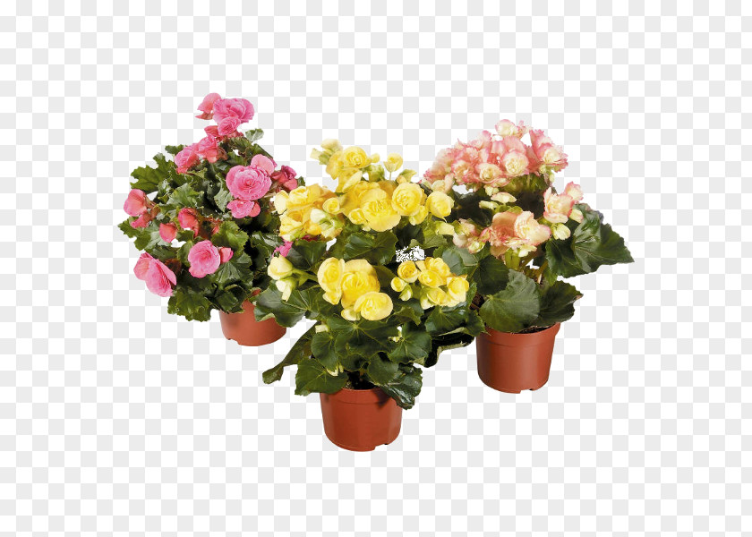 Plant Elatior Begonia Houseplant Hybrid Floral Design PNG