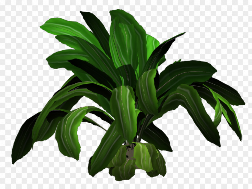 Tropical Plant 3D Computer Graphics Tejidos Vegetales Tree PNG