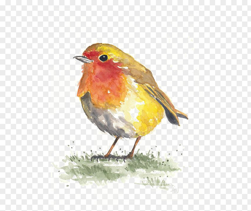Birds Bird Watercolor Painting Paper Drawing PNG