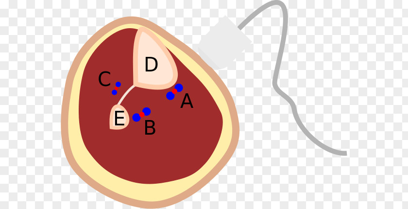 Calf Anatomy Posterior Tibial Artery Vein Fibular PNG