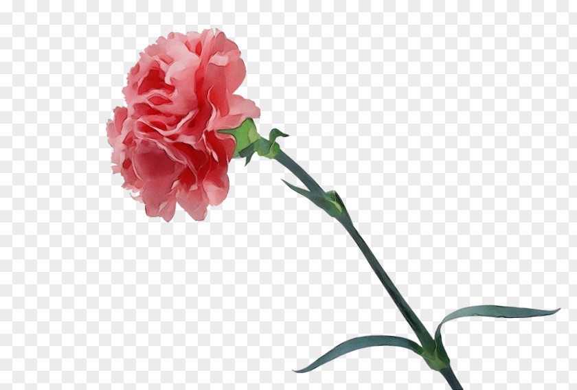 Camellia Rose Family Pink Flower Cartoon PNG