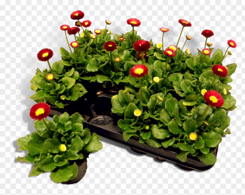 Flowerpot Annual Plant Herb Groundcover PNG