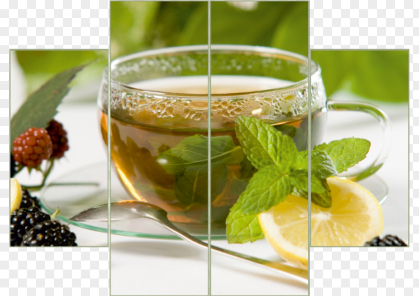 Green Tea Plant Herbal International Day PNG