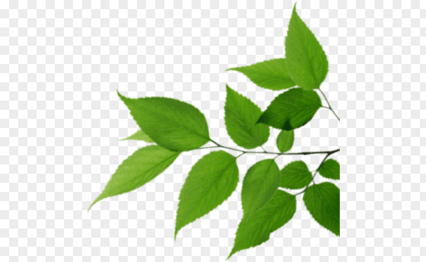 Leaf Colin Baptie, Psy.D. Perfume Food Plant Stem PNG
