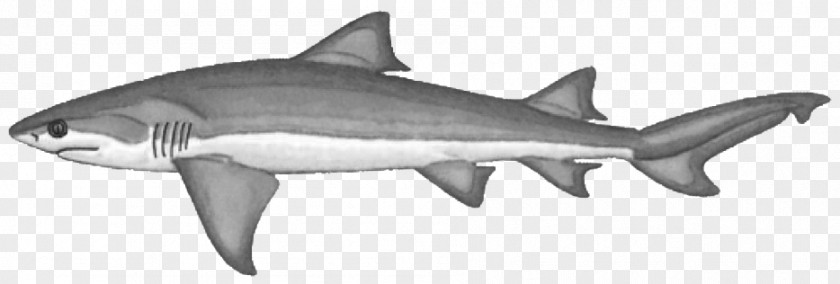 Lemon Shark Tiger Clip Art Bignose Bluntnose Sixgill PNG