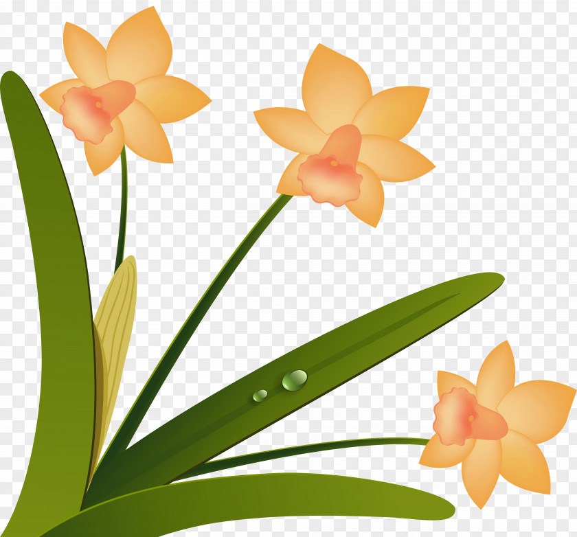 Narcissus Cut Flowers Floristry Floral Design Moth Orchids PNG