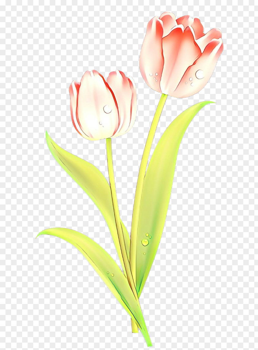 Plant Stem Pink Flower Flowering Tulip Cut Flowers PNG
