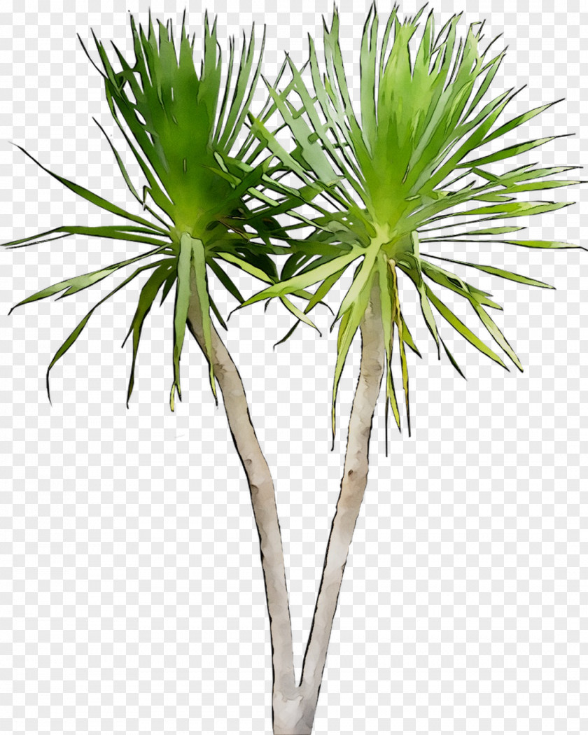 Asian Palmyra Palm Dragon Tree Image Plants PNG