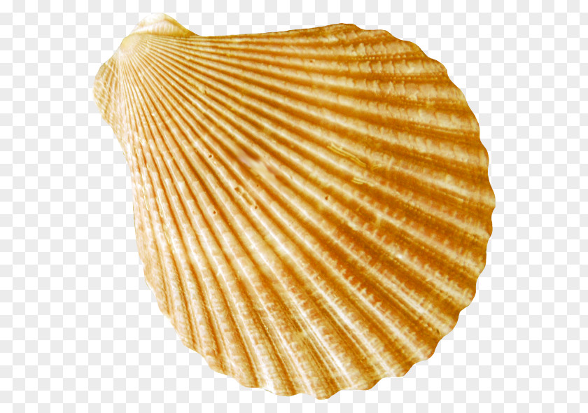 Conch Cockle Seafood PNG