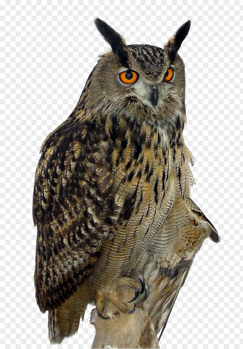 Hyperopia Owl Pull Creative HD Free Great Horned Eurasian Eagle-owl Bird PNG