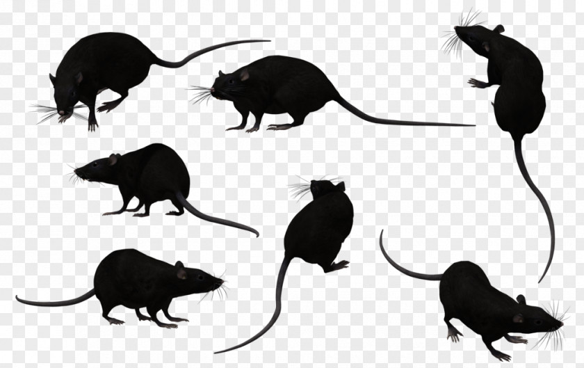 Rat Mouse Pest Control Rodent PNG