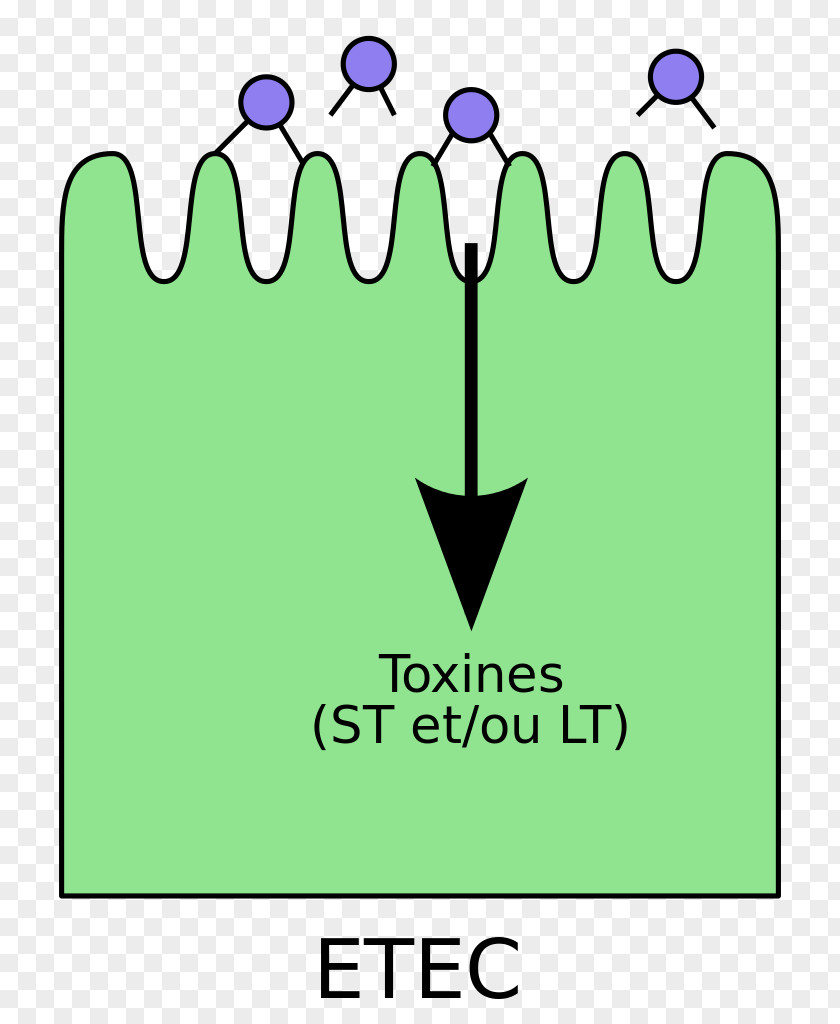 Shigatoxigenic And Verotoxigenic Escherichia Coli Infections Enterotoxigenic Bacteria PNG