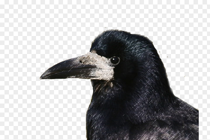 Bird Rook American Crow Die Saatkrähe New Caledonian PNG