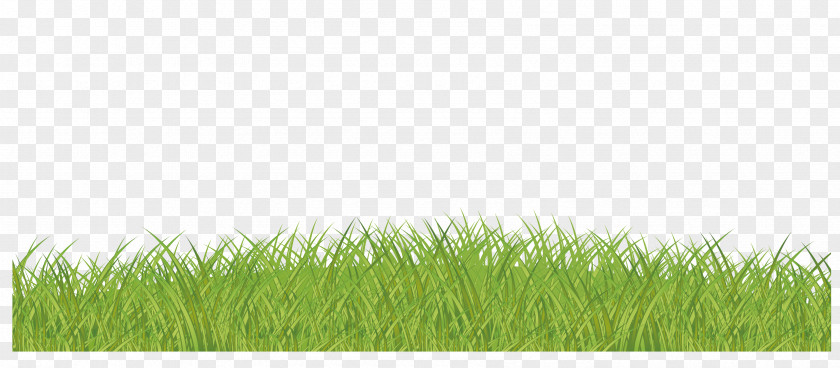 Vector Green Grass Lawn Grasses Family PNG