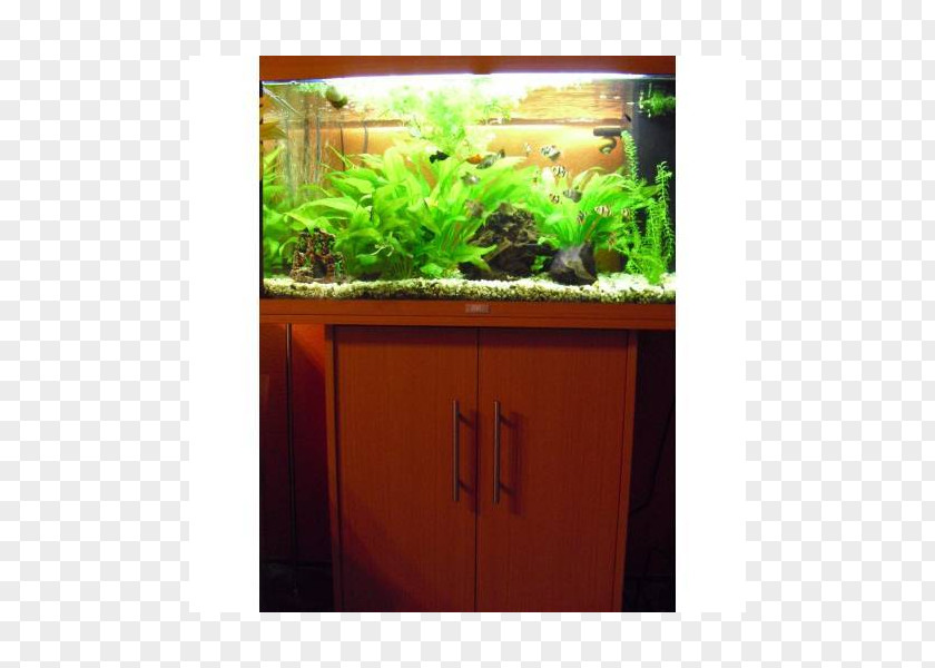Aquarium Aquariums Herb Flowerpot Plant PNG