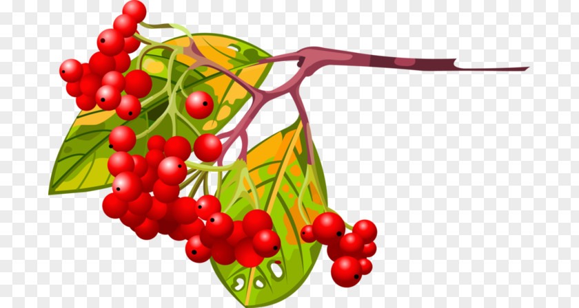 Aronia Clip Art Illustration Drawing Image PNG