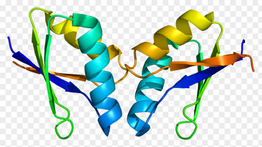 ATOX1 Protein Structure Hephaestin DMT1 PNG