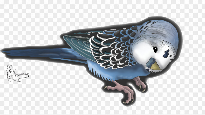 Budgerigar Drawing DeviantArt Parakeet PNG
